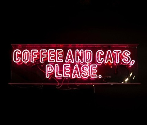 Header of coffeeandcats