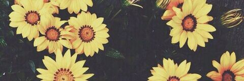 Header of evelynclaire.xoxo