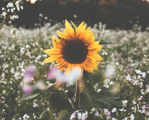 Header of kinkedsunflower