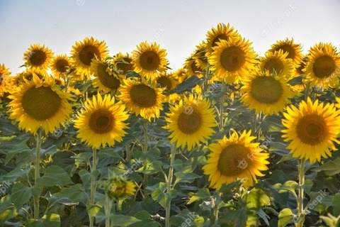 Header of sunflowerbby302