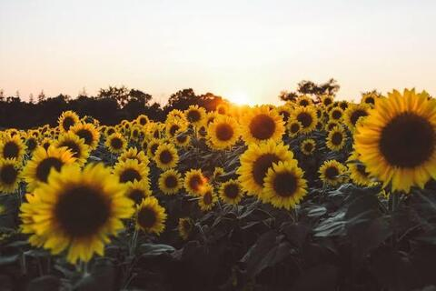 Header of sunflowerygirl